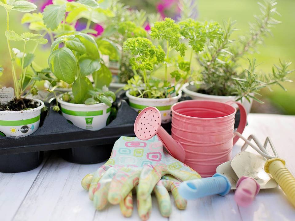 Mudas de temperos em vasinhos com luvas, regador e ferramentas de jardim