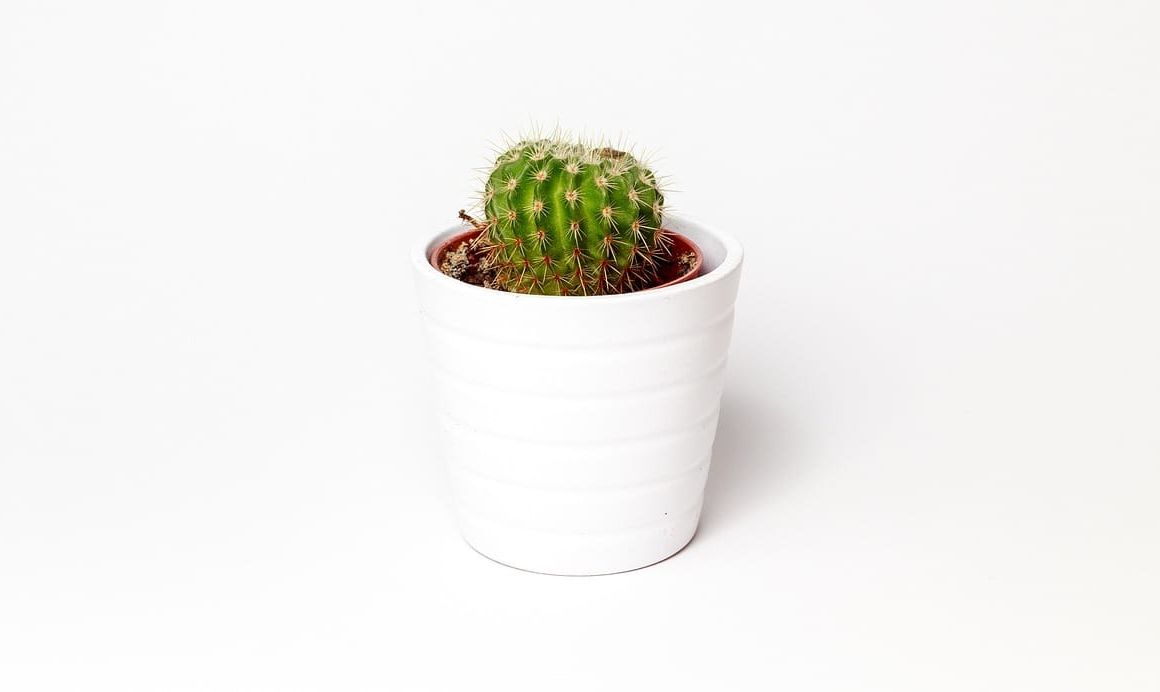 Foto que ilustra o artigo Plantas tóxicas para gatos e cães: lista com fonte e trocas seguras