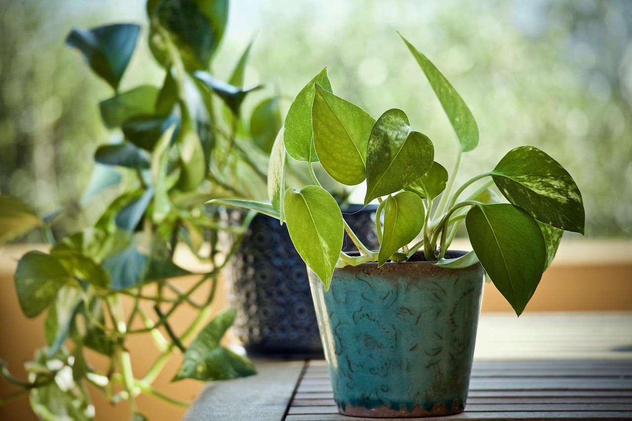Dois vasos com plantas de jiboia com folhas verdes brilhantes dispostos sobre uma mesa de madeira.