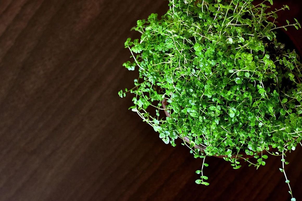 Vista superior de uma planta verde com pequenas folhas arredondadas em um vaso sobre uma mesa de madeira escura.