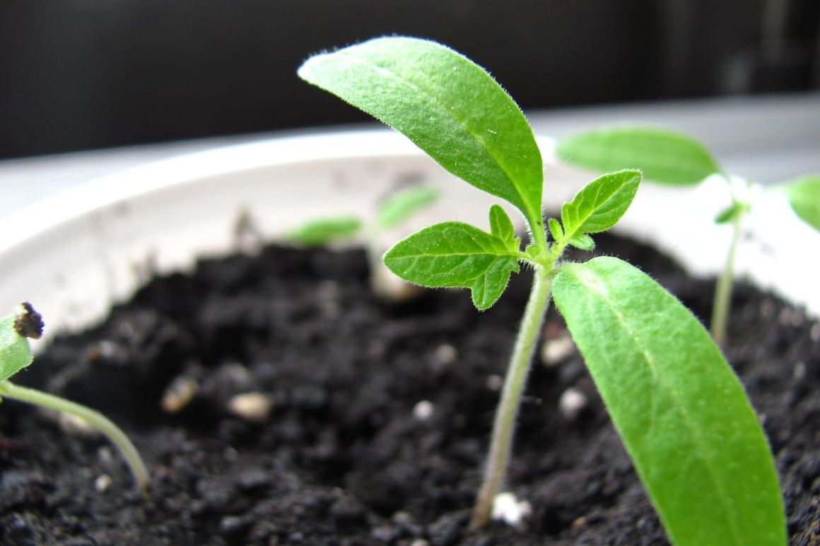 Foto que ilustra o artigo Planta com folha amarela: as causas mais comuns e como resolver