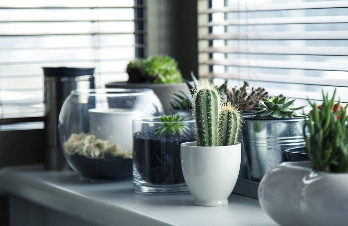 Foto que ilustra o artigo Plantas para apartamento: as que aguentam pouca luz e pouco cuidado