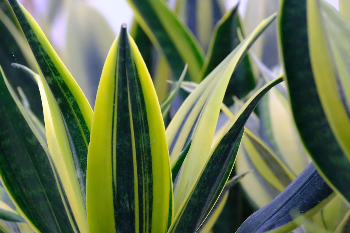 Folhas verde-amareladas de espada de são jorge em destaque.