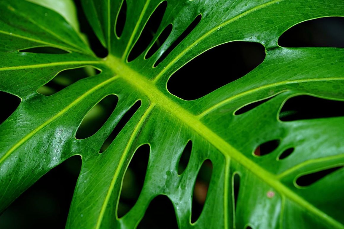 Close-up detalhado de uma folha verde de Monstera deliciosa com seus característicos recortes naturais.